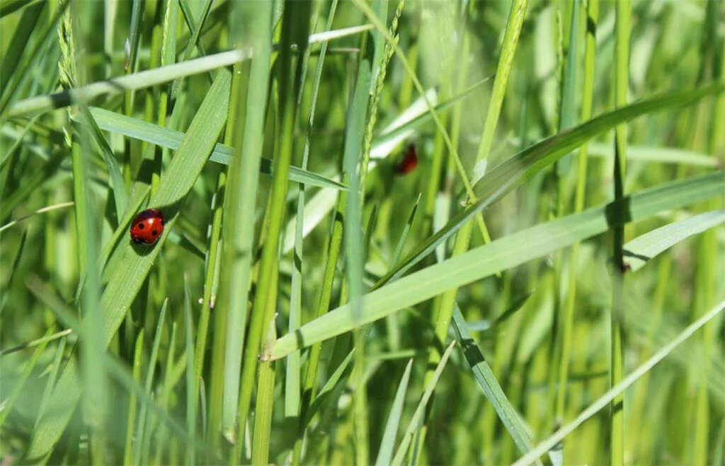 Les coccinelles commentent devenir photographe dans les herbes hautes.
