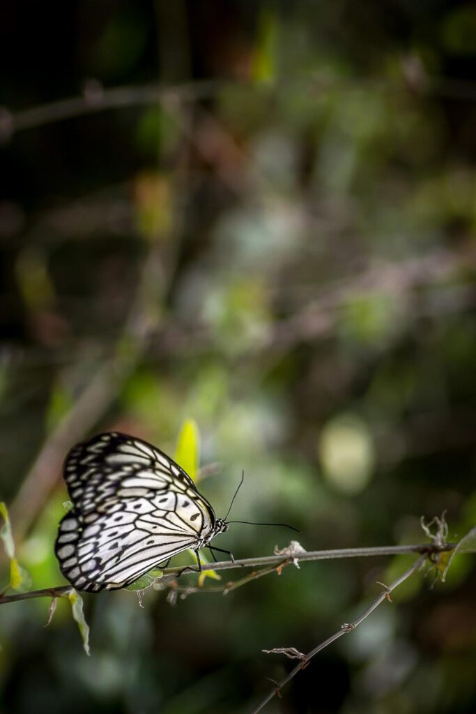 Un papillon, sujet digne de commentaire pour devenir photographe, est posé sur une branche dans la forêt.