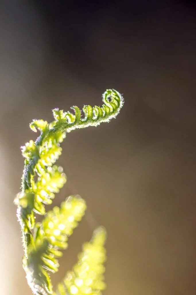 Une vue rapprochée d'une feuille de fougère avec le soleil qui brille dessus, un moment capturé qui pourrait inspirer un commentaire devenir photographique