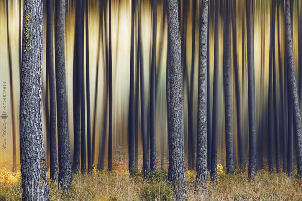 De grands arbres dans une forêt, une scène parfaite à capturer pour ceux qui se demandent comment devenir photographe.