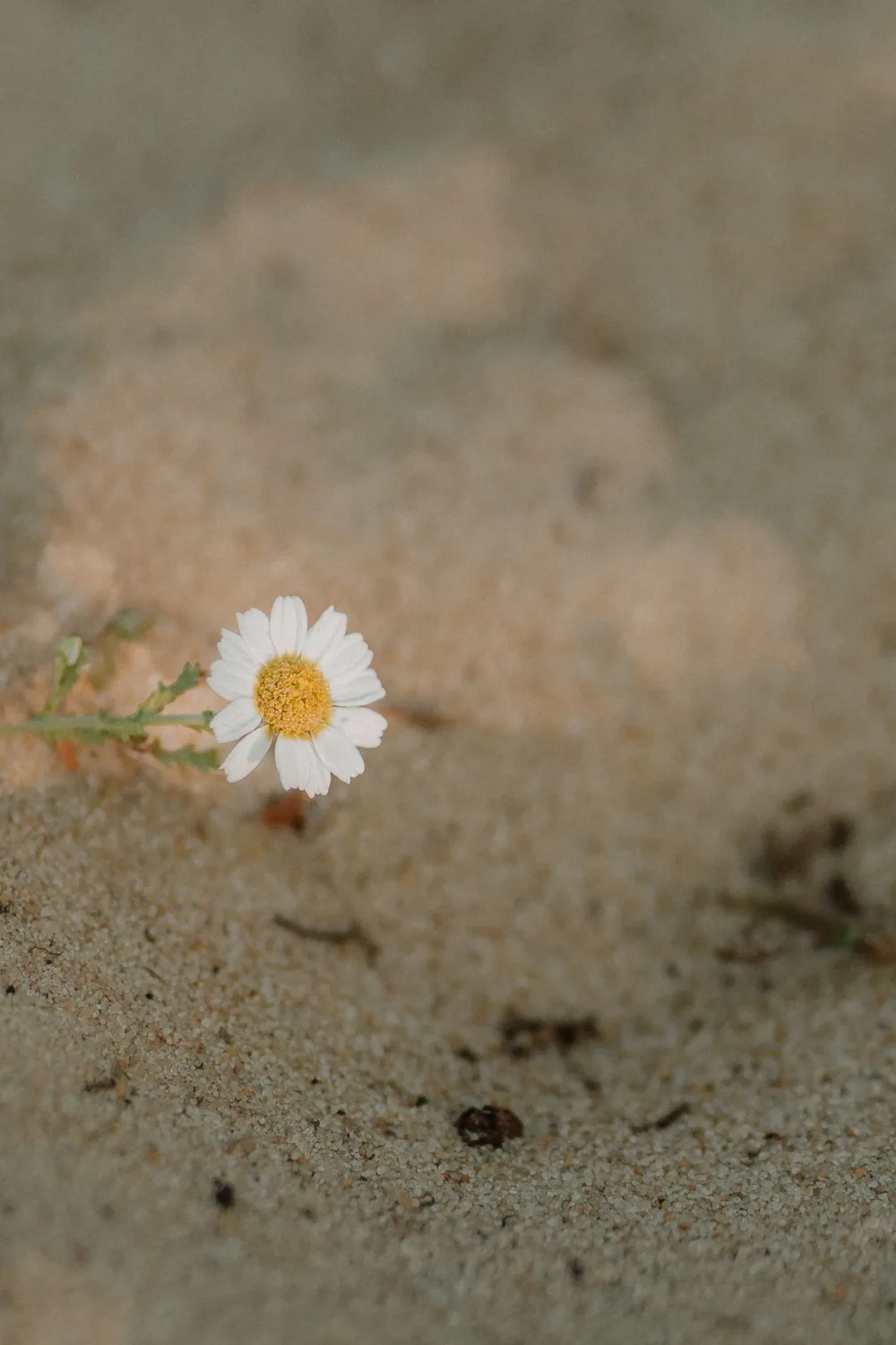 Une délicate marguerite blanche au cœur jaune émerge du sol sablonneux, projetant des ombres éparses et un arrière-plan flou, évoquant une atmosphère sereine et naturelle capturée par un photographe de mariage ou de famille dans les Landes.