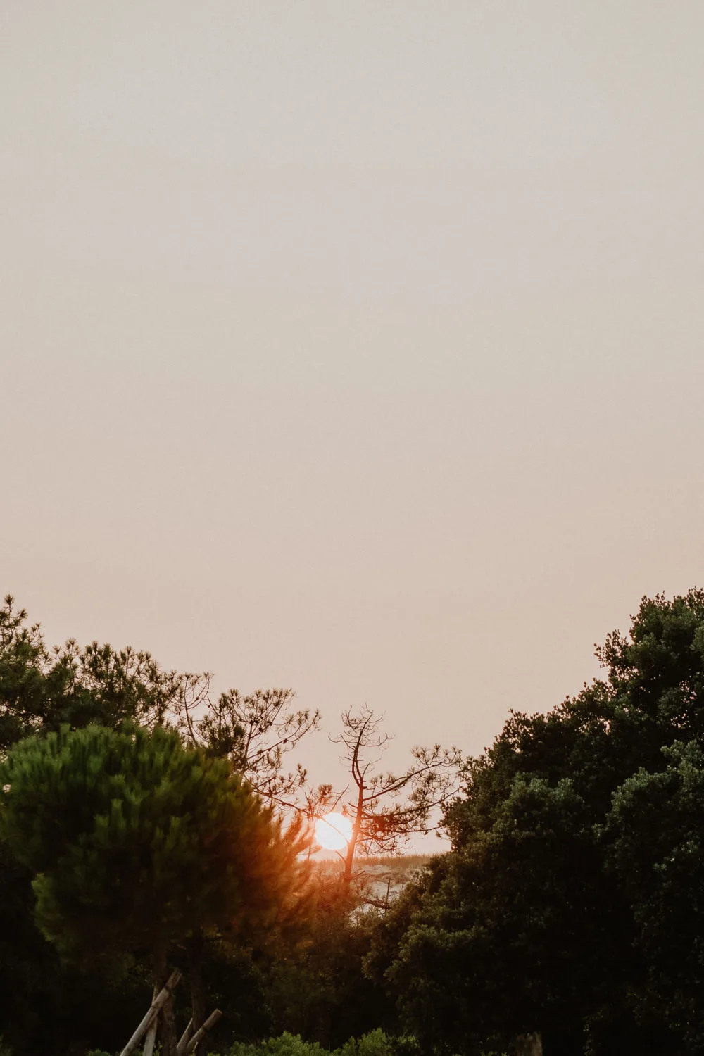 L'image montre un coucher de soleil avec un ciel rosé partiellement obscurci par des silhouettes d'arbres, capturée dans la pittoresque région des Landes, où le ciel brumeux et aux teintes claires au-dessus du soleil ajoute une qualité onirique, idéale pour une séance photo de famille par un photographe de mariage professionnel dans les Landes.