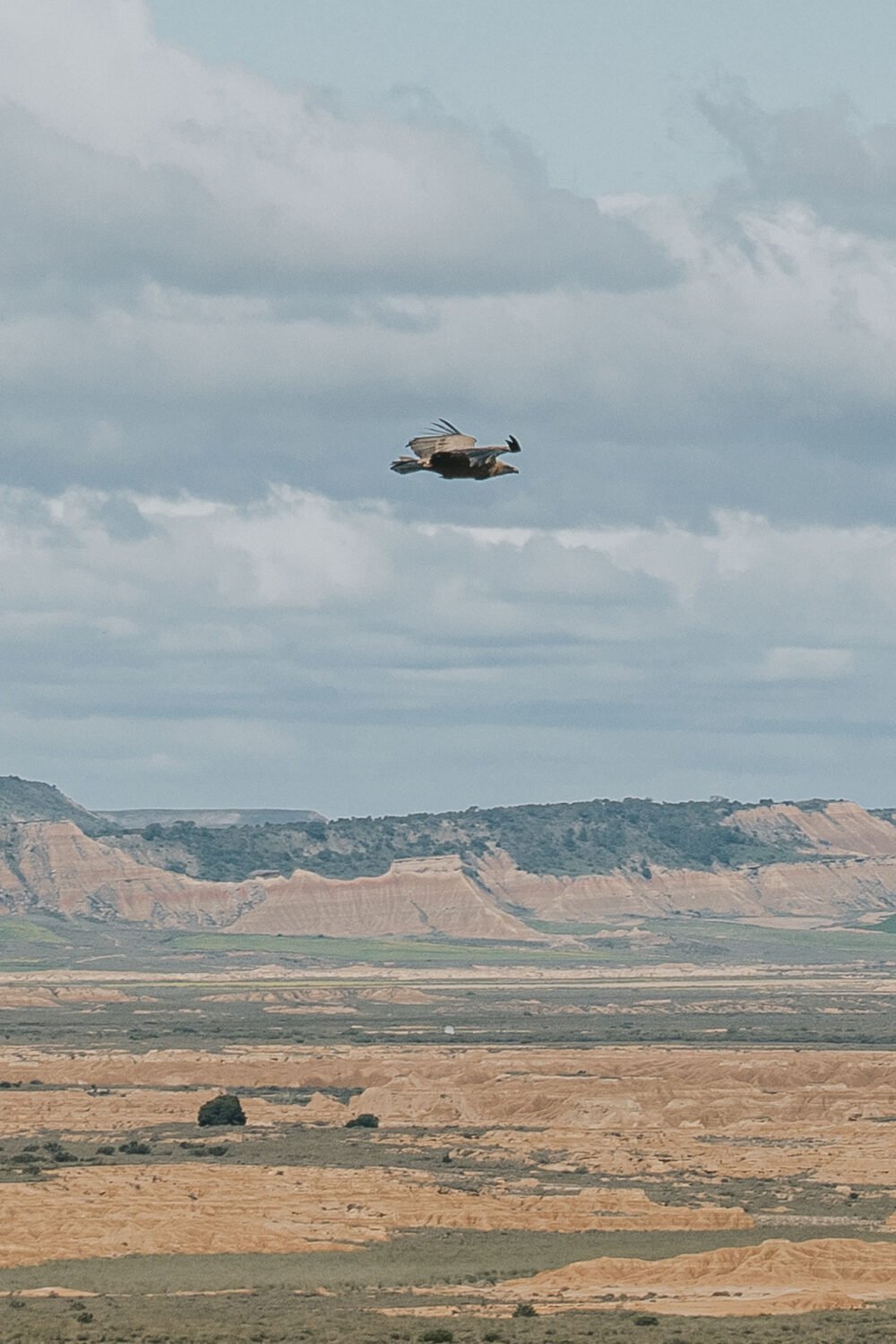Un aigle Royale en plein milieu des Bardenas Reales