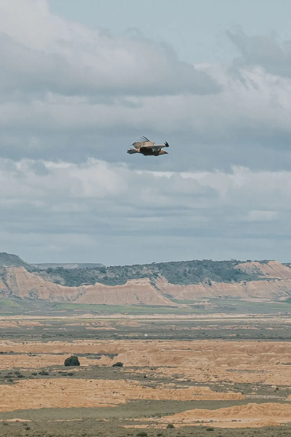 Un aigle Royale en plein milieu des Bardenas Reales