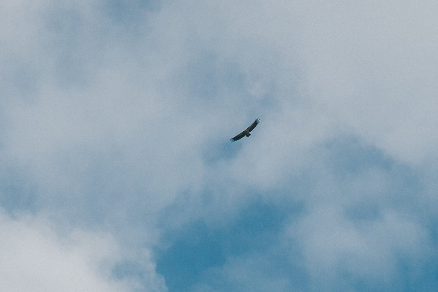 Sous un ciel nuancé de bleu et de blanc, un grand oiseau plan, symbole de liberté et d’instants précieux partagés en famille.