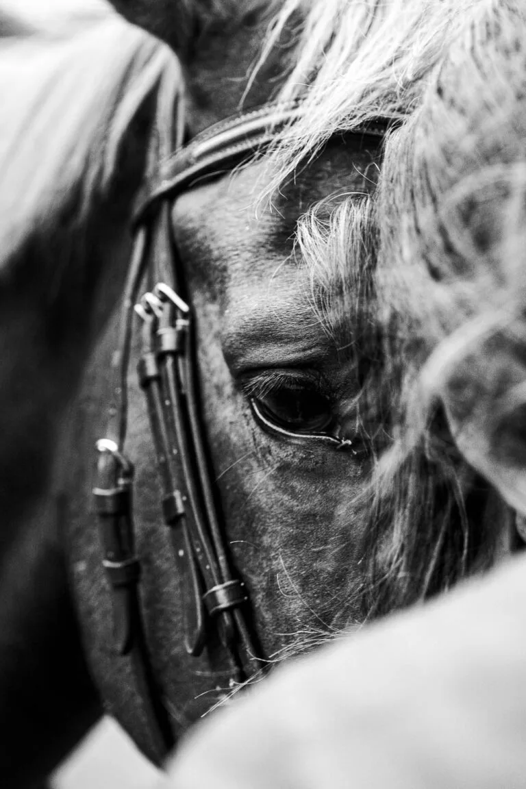 Portrait en noir et blanc d'un cheval élégant au mariage à Dax, regard doux, bridon raffiné, ambiance Landais authentique.
