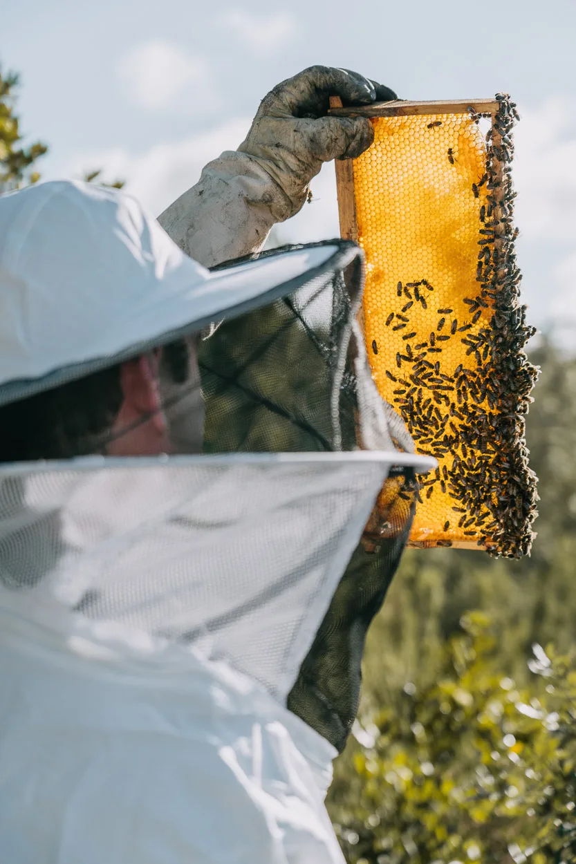 Dans la douce lumière landaise, un apiculteur partage la magie de la nature, captée avec tendresse à Dax.