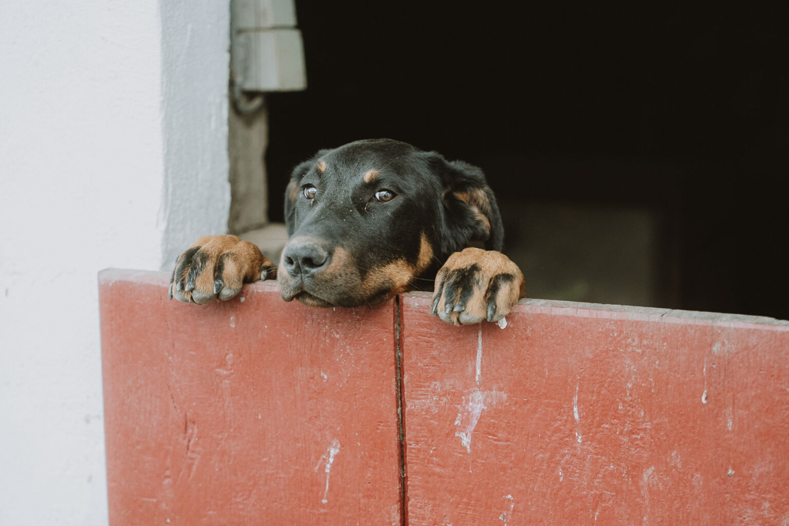 Un chien attendri posé sur une barrière rouge, un moment de tendresse en famille à Dax, photographie authentique des Landes.