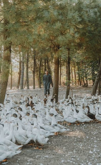 Un instant paisible sous les pins, une personne parmi des canards blancs, parfait pour une séance photo famille dans les Landes.